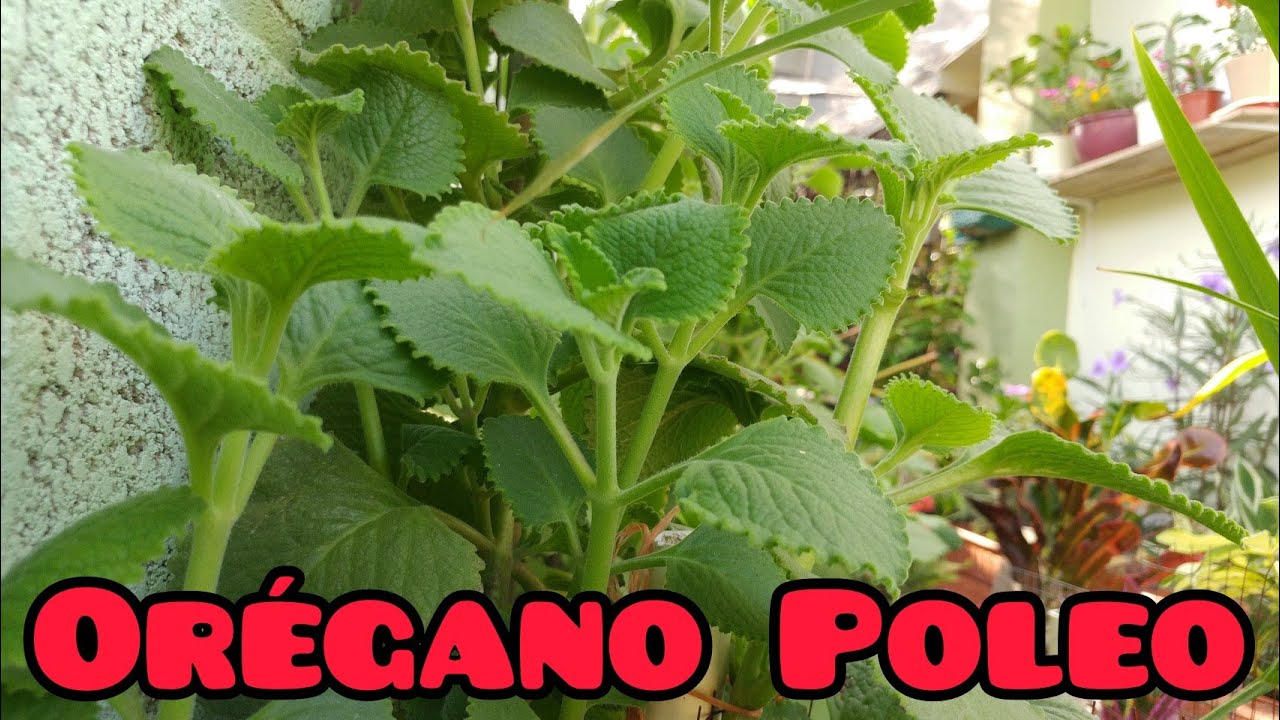Beneficios del orégano PoleoBrujoOrejón 🌱 YouTube