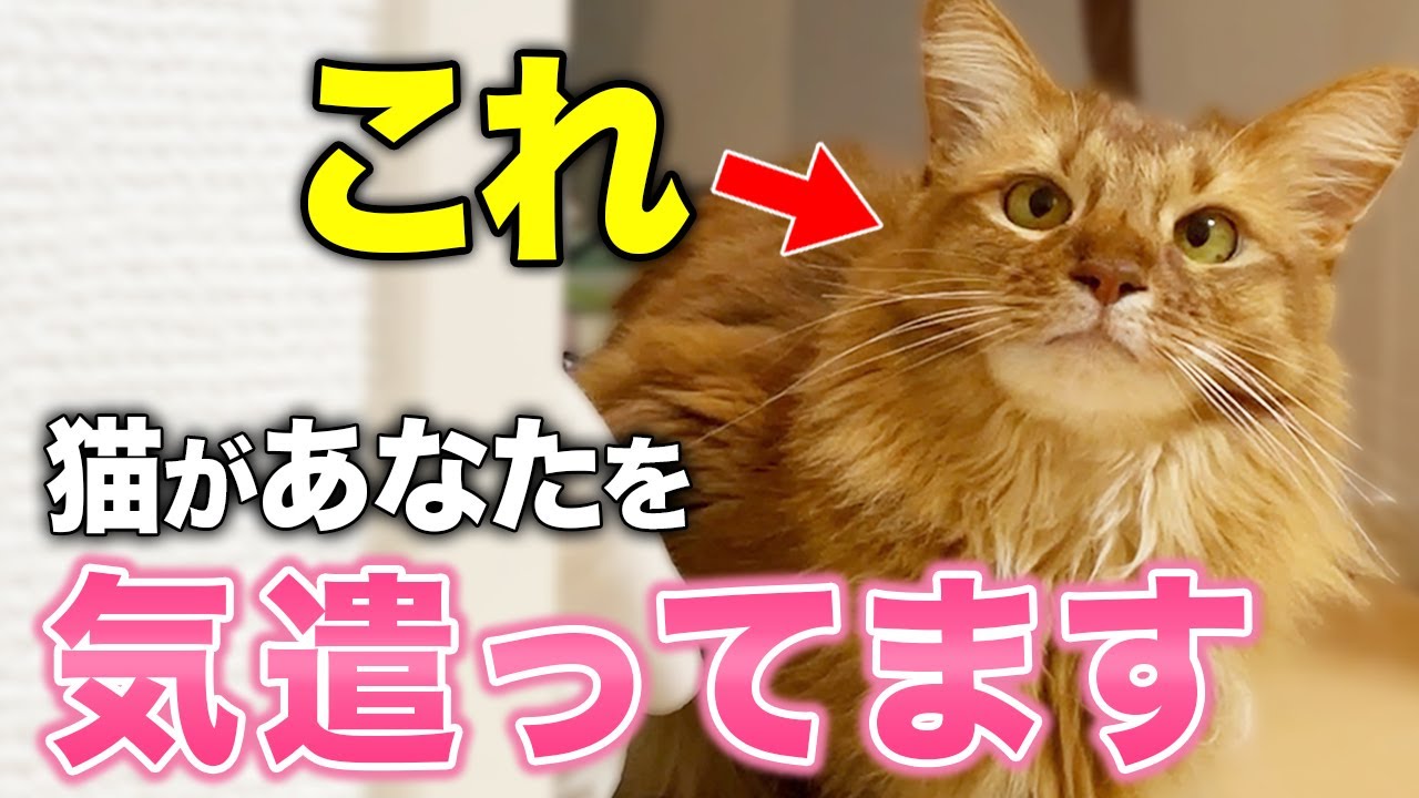 【完全版】猫が飼い主を気遣っている時に見せる仕草10選