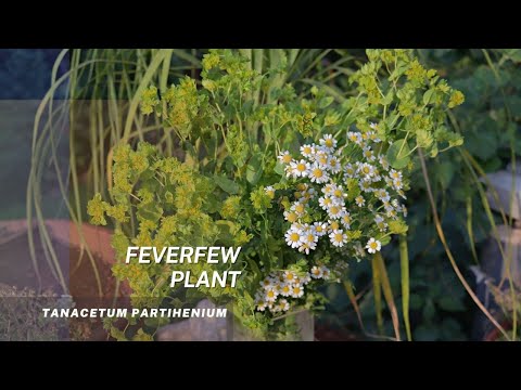 ვიდეო: მწვავე ბალახოვანი მცენარეების მოვლა - როგორ გავზარდოთ ტანზი ბაღში