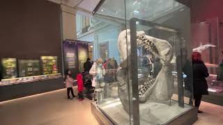 Washington DC | Smithsonian National Museum of Natural History | Ocean Hall | observing tour.