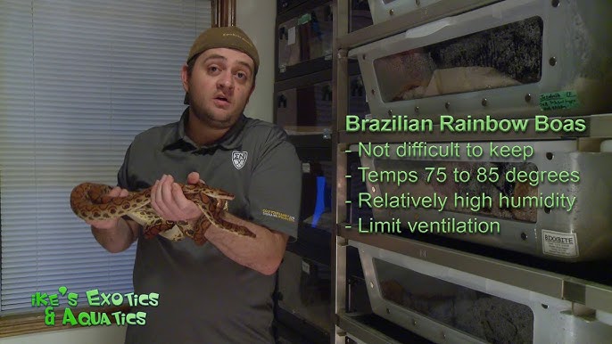 How To Care For Rainbow Boas, Allans Pet Center