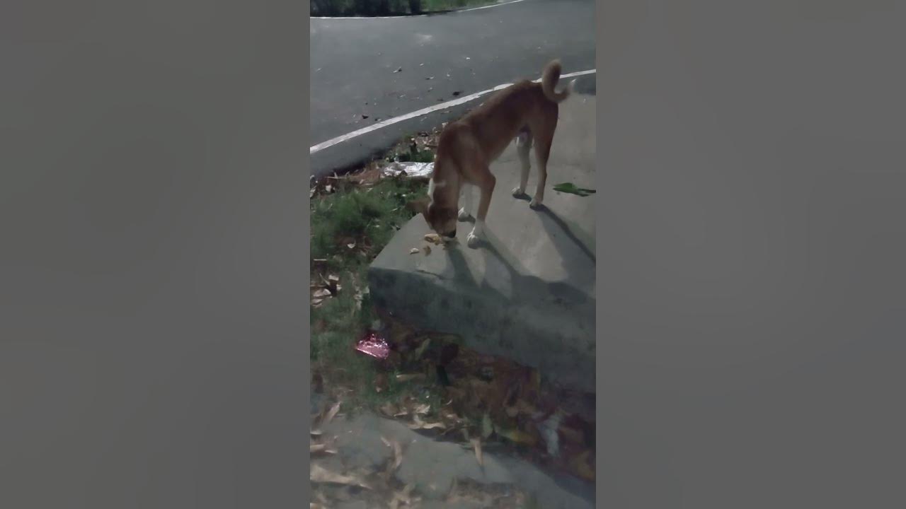 Bhartiya Dog Roti Khata Hai Video YouTube bhartiya-dog-roti-khata-hai-video-youtube