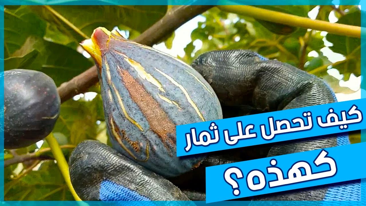 المعاملات الاساسية التي تحتاجها شجرة التين للحصول على منتوج جيد | المسافة بين الأشجار