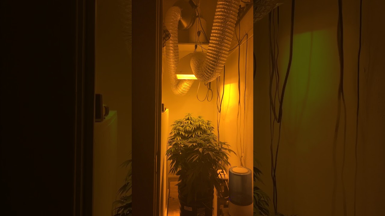 In the Cannabis Closet w/DrRon