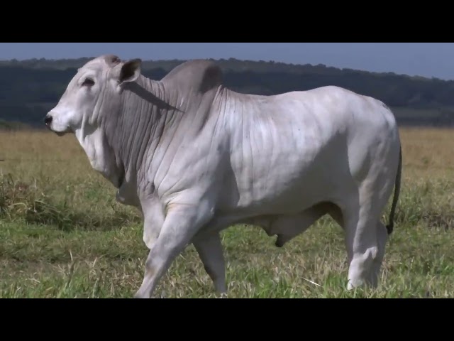 Lote 43   Leilão Especial Nelore Três Irmãos