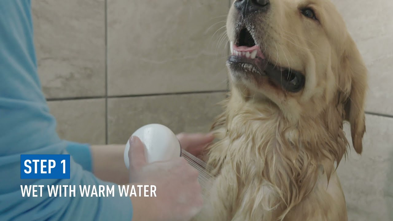 Adams Flea & Tick Shampoo How-To