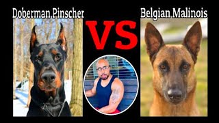 Doberman VS Belgian Malinois who will win? by My New Puppy with Ali A. Parker 1,254 views 1 year ago 4 minutes, 39 seconds