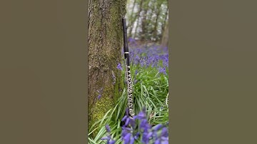 Wooden flute meets a tree 🌳 #flute #flauta #flutemusic  #flowers #tree #beautiful #classicalmusic
