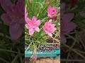 Double Lotus Rainlily lily flowers shorts full bunch of blooms