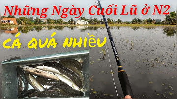 Tập 106 : Những ngày cuối lũ cá lóc quá nhiều | giật đã tay | câu cá lóc lũ ở Thạnh Hoá Long An