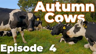 Cowork with Cows - Autumn Cows Episode 4