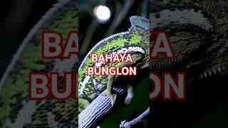 Download Lagu Meski unik, ternyata berbahaya!! #bunglon MP3