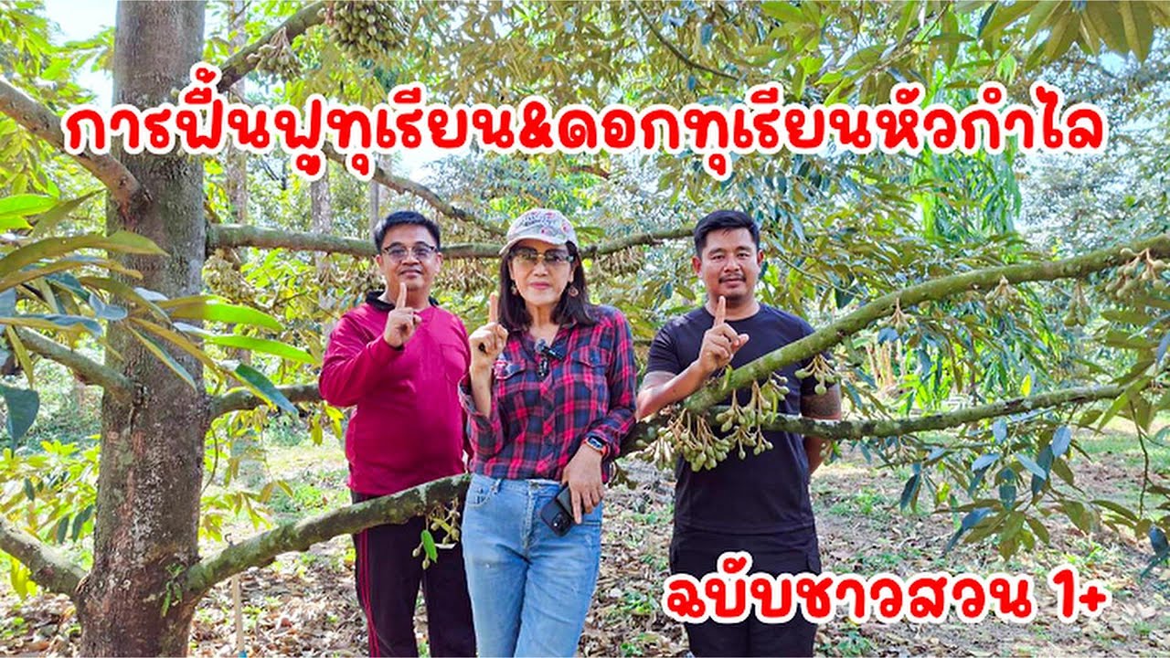 การฟื้นฟูทุเรียน&ดอกทุเรียนหัวกำไล  โดย คุณเล็ก ชาวสวน วันพลัส