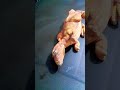 asi dino nunca desperto