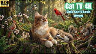 TV for Cats 🌲 Soft Bird Songs and Squirrels in a Living Forest | Endless Loop | 4K UHD screenshot 5