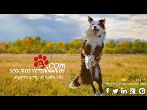 Video: El Seguro De Salud Para Mascotas Obtiene Ganancias En El Lugar De Trabajo Corporativo