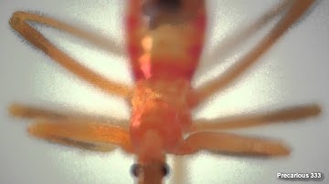 Wheel Bug molts (Assassin Bug)