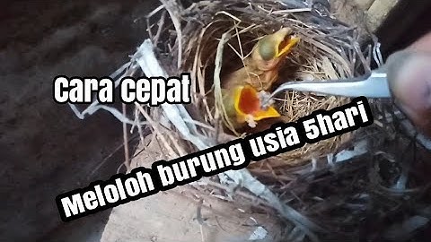 Cara meloloh anakan burung cendet usia 5hari