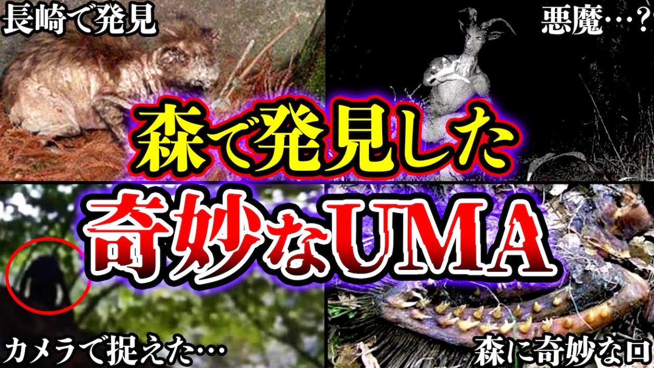 【ゆっくり解説】森で発見された得体の知れないUMA・未確認生物がヤバすぎる…!!! YouTube 【ゆっくり解説】森で発見された得体の知れないUMA・未確認生物がヤバすぎる…!!! YouTube