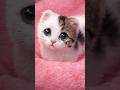 誰にも選ばれなかった子猫#保護猫 #cat #shorts
