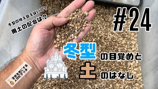 【塊根植物/多肉植物】#24 - 冬型塊根植物の目覚めと土のはなし【植物管理方法】