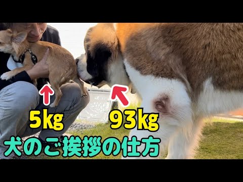 チワワそらVSセントバーナードもも・とと・らら　初めてのご対面なので犬同士のご挨拶をしました。