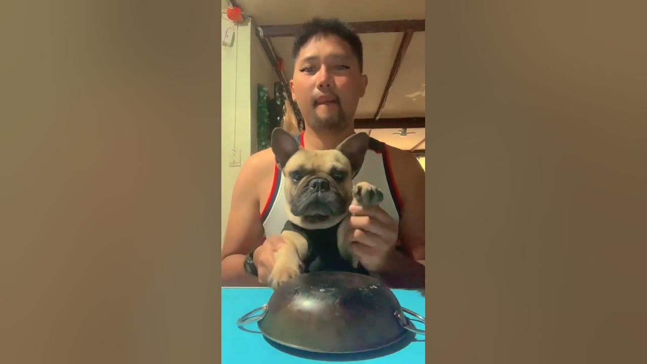 Drums, Beats and barks! The ultimate musical combo!"dogshorts 