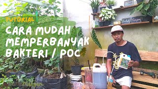 Cara Mudah Memperbanyak Bakteri atau POC