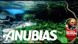 Anubias - In Nature And Aquarium With Exclusive Nature Footage 