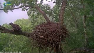 5\/24\/17..Dale Hollow Eagle Cam ~ DH 2 Bathing on The Branch