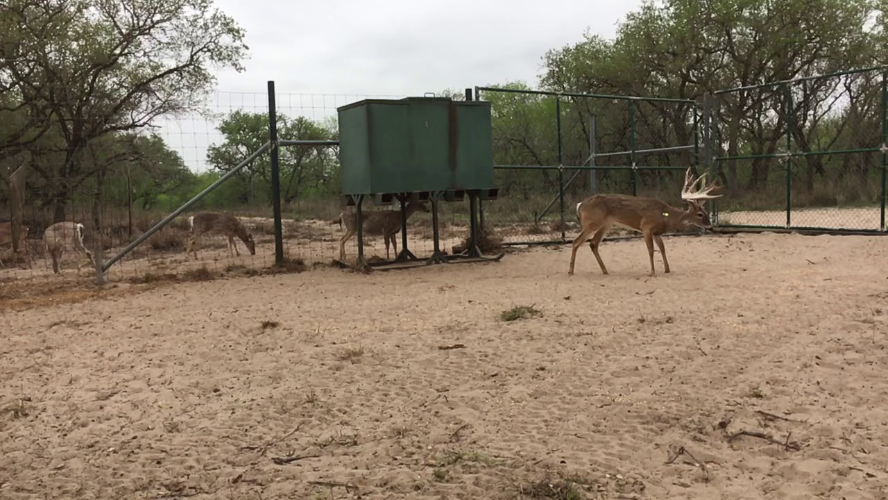 Best High Fence Hunt Ever. YouTube
