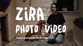 Jak nauczyć psa pozować do zdjęcia? Psi Modeling
