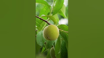 Beautiful peach tree flowers #Shorts #fruits