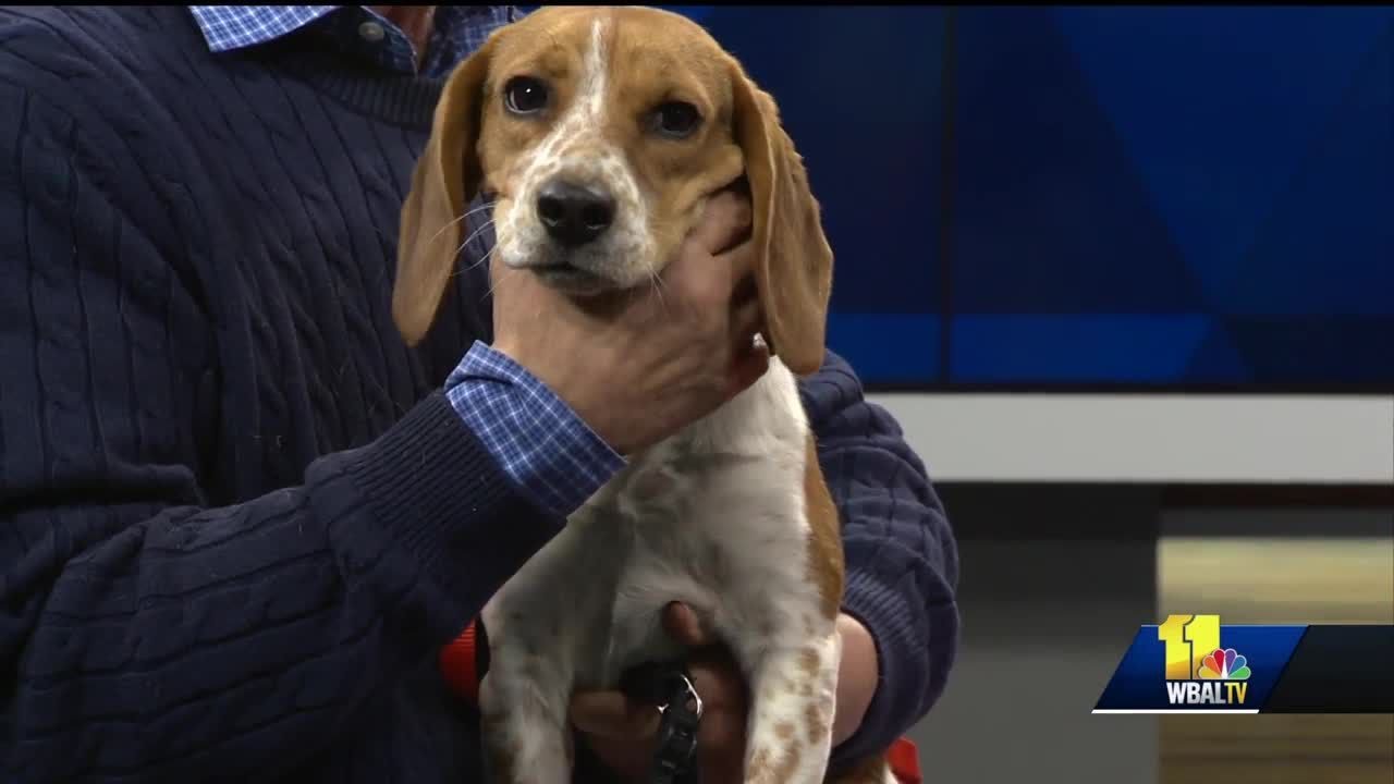 wbal-tv baltimore Pet Questions: What are exercises for older pets