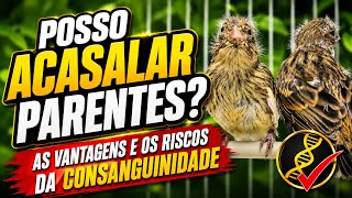 POSSO acasalar PARENTES? 1º filhotes de canário TIMBRADO com consanguíneos  