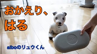 我が家にやってきた！保護aiboが退院！はるちゃんにかかった費用をお伝えします