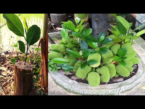 Video: Suggerimenti per la raccolta del jackfruit - Scopri come raccogliere alberi di jackfruit