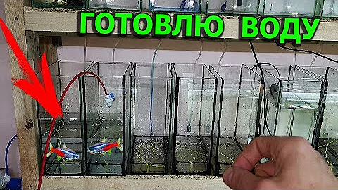Как я готовлю воду для нереста неонов, пересадка тернеции