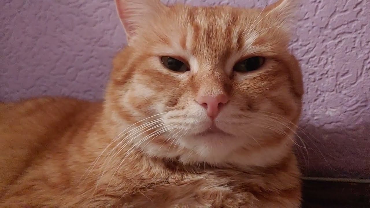 Let me take a short nap 