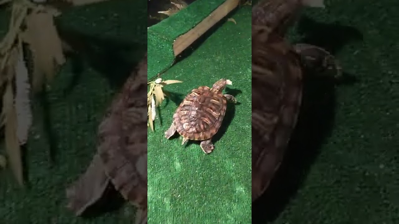 Red eard slider feeding tips and tricks.‼️