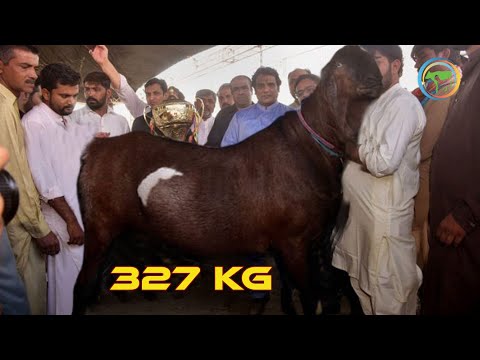 Kambing Paling Besar Di Dunia