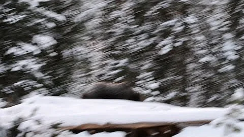 Banff Photographer Encounters Bow Valley's Toughest Grizzly, 'The Boss'
