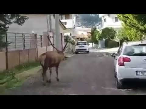 EUROPOST | Περήφανο ελάφι στους Θρακομακεδόνες Αττικής