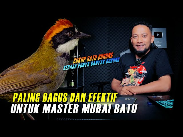 PALING BAGUS DAN EFEKTIF‼️cukup satu burung serasa punya banyak masteran class=