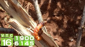 Cách diệt tận gốc sâu đục thân cây cà phê I VTC16