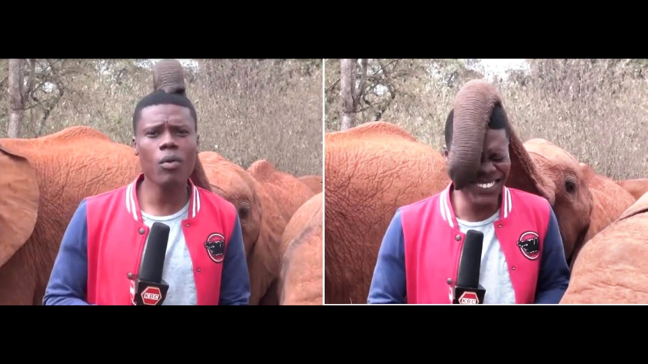 Crazy Elephant Photobombs a Reporter - YouTube