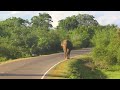 for a change #elephant #wildlife #episode