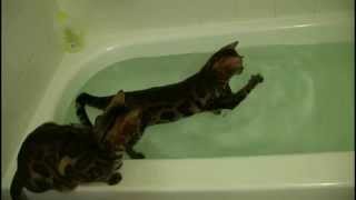 Bengal cat and water