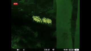 Warthog with Pulsar Oryx LRF XG35 (green colour)