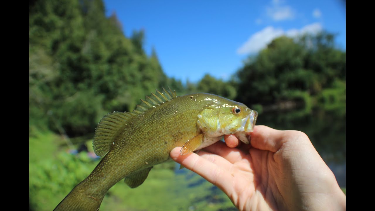Bass Fishing the Pudding River YouTube